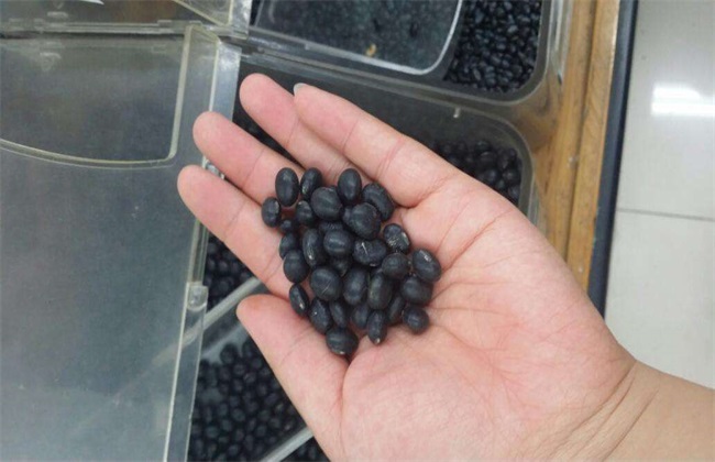 黑豆种植注意些什么