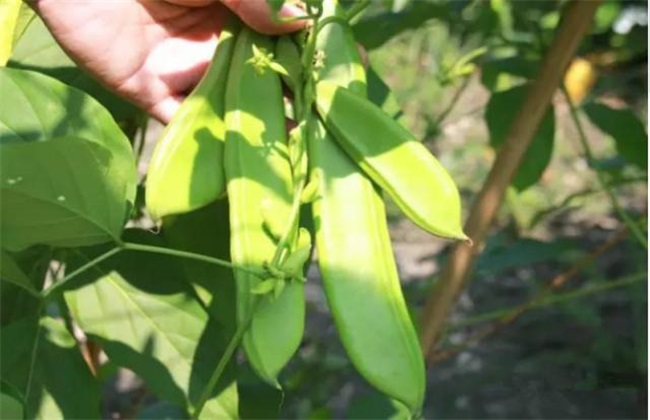 刀豆的种植时间与办法