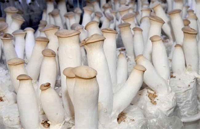 杏鲍菇种植注意些什么