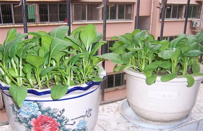 阳台上种植白菜的办法
