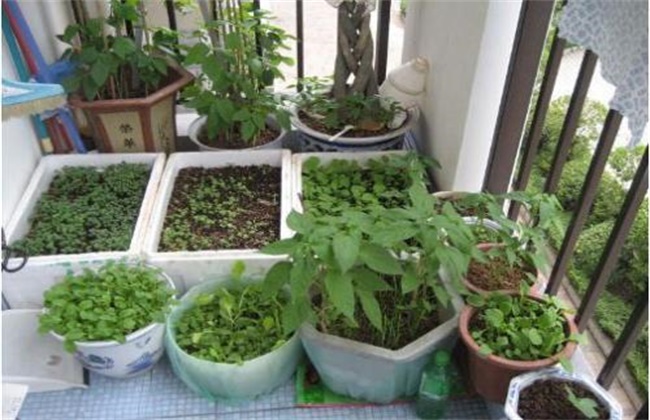 阳台上种植白菜的办法