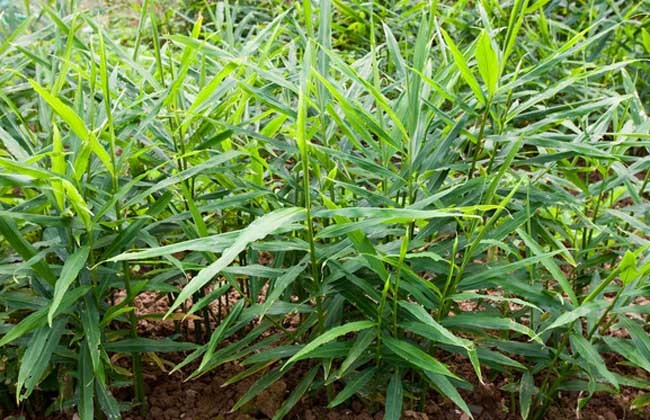 姜的种植办法和时间