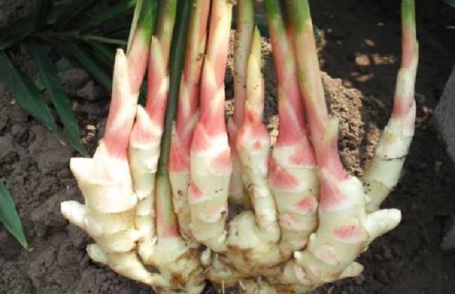 姜的种植办法和时间
