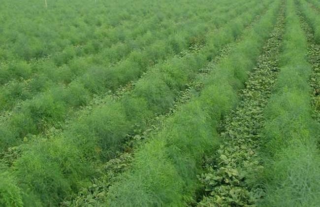 芦笋种植的注意些什么