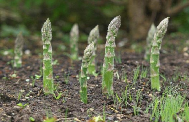 芦笋种植的注意些什么