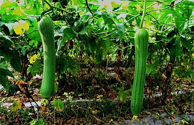 丝瓜的种植时间与育苗办法