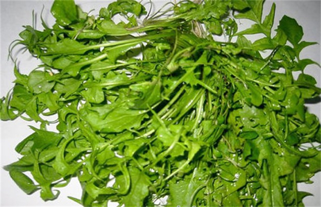 荠菜种植的办法与时间