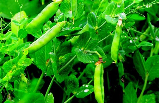 怎么样种植豌豆