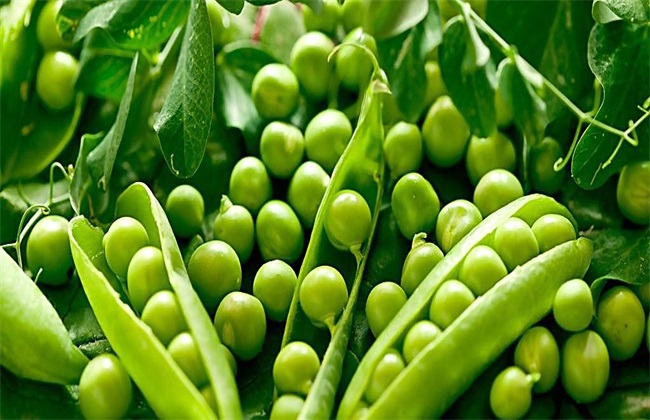 怎么样种植豌豆