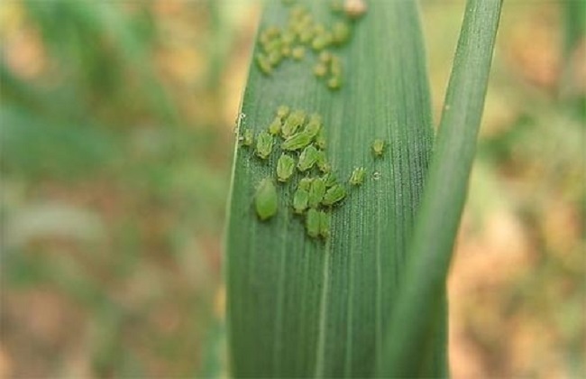 秋葵经常遇见的病虫害及防治办法