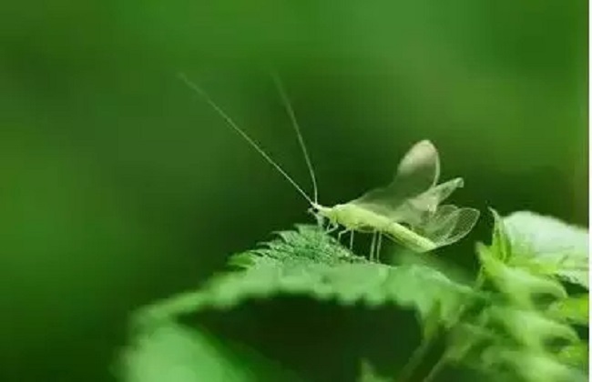 秋葵经常遇见的病虫害及防治办法