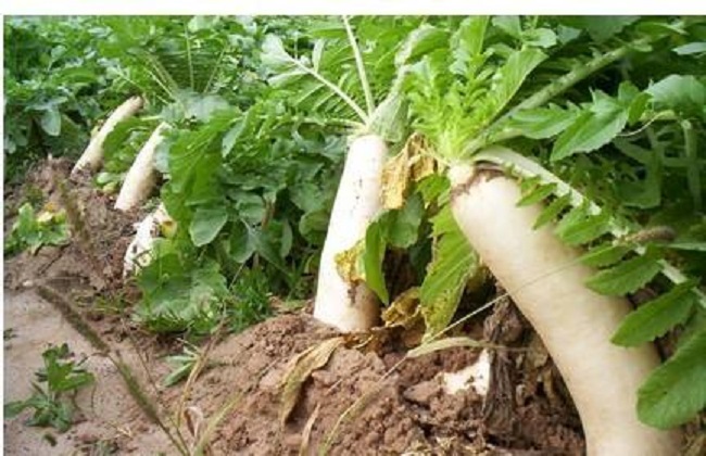 萝卜的种植办法与时间