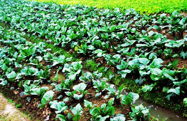 红菜苔的栽培技术