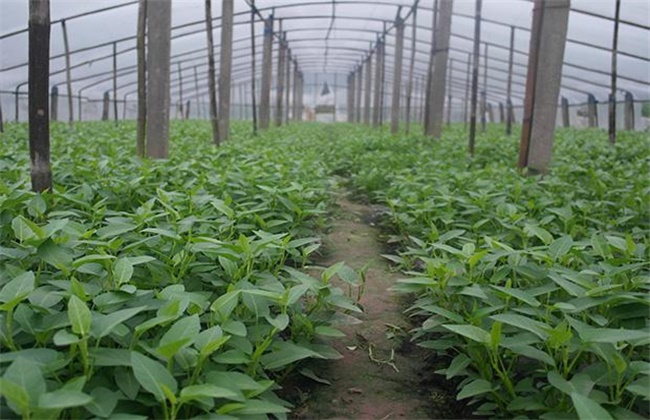 空心菜的种植办法和时间