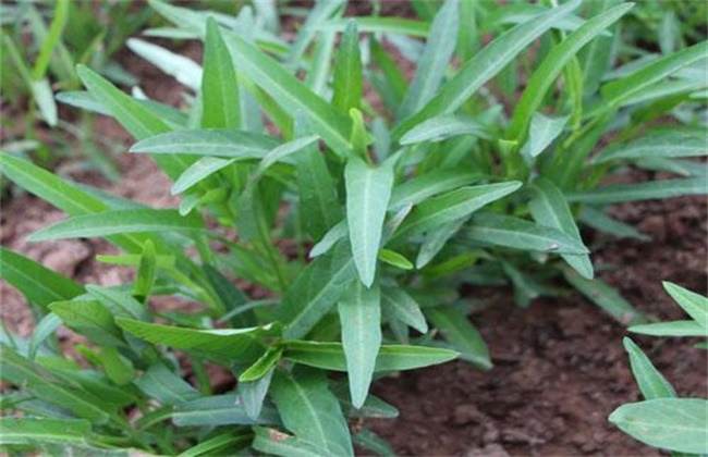 空心菜的种植办法和时间