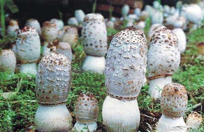 鸡腿菇的种植时间以及种植办法