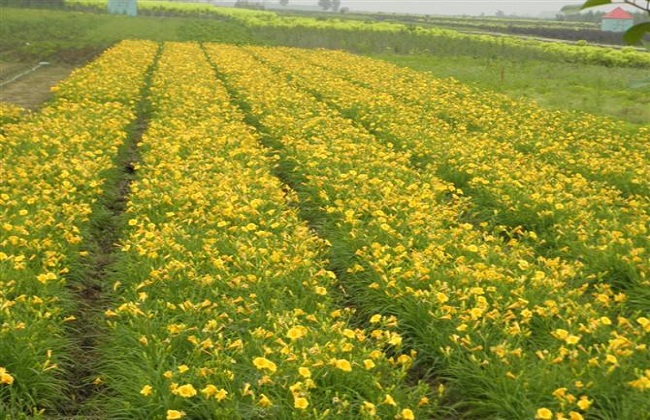 2018种黄花菜赚钱吗及市场前景