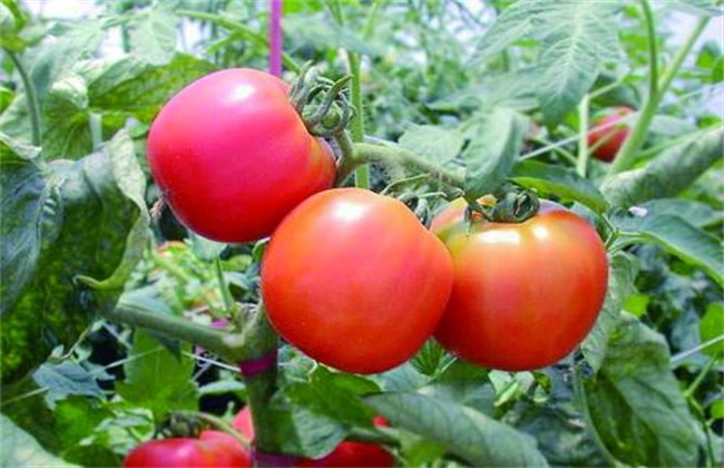 西红柿的种植时间和办法