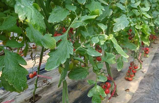 西红柿的种植时间和办法