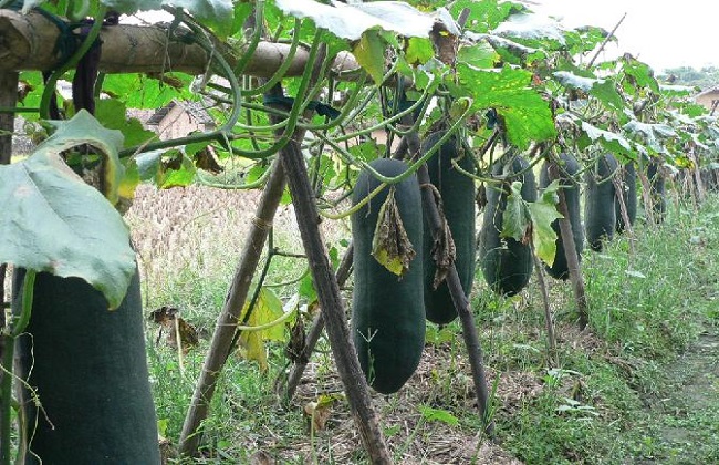 冬瓜的种植时间与办法