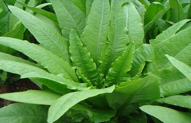 油麦菜的种植时间与办法