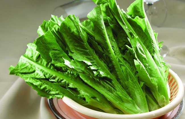 油麦菜的种植时间与办法