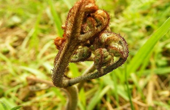 蕨菜的种植时间与办法