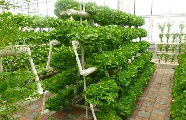 黄瓜的无土栽培技术