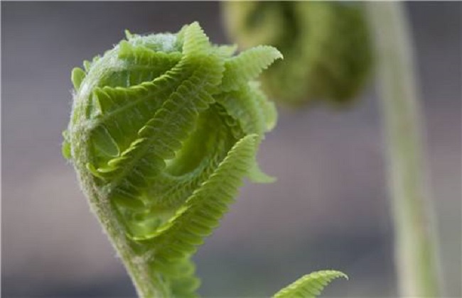 蕨菜的种植时间与办法