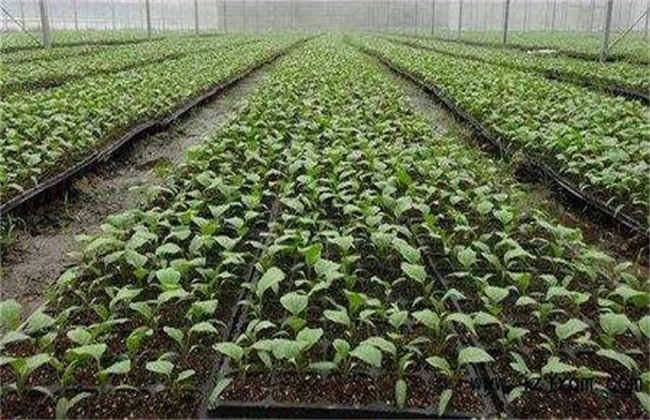 茄子种子快速催芽办法