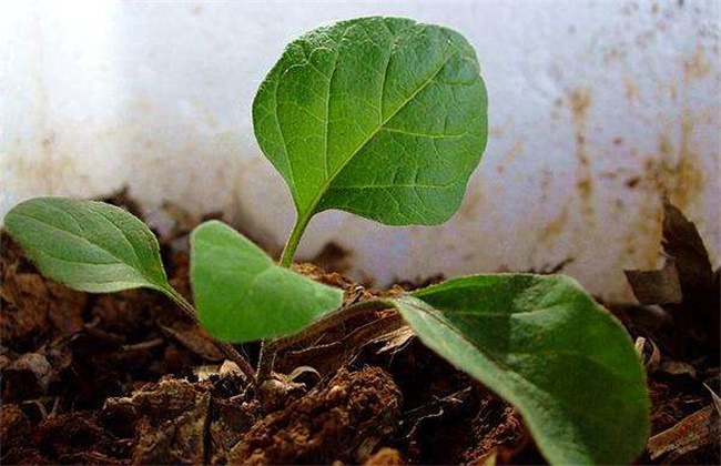 茄子种子快速催芽办法