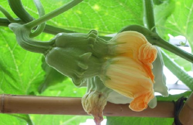 南瓜高产的种植办法