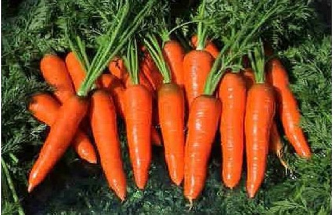胡萝卜的种植办法与时间