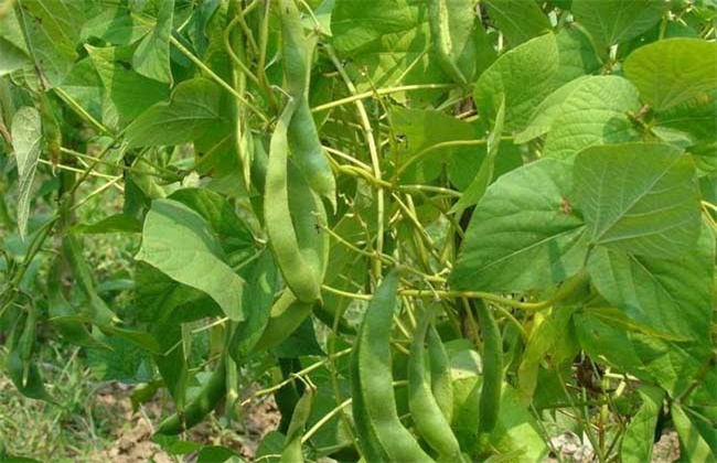 四季豆的种植时间和种植办法