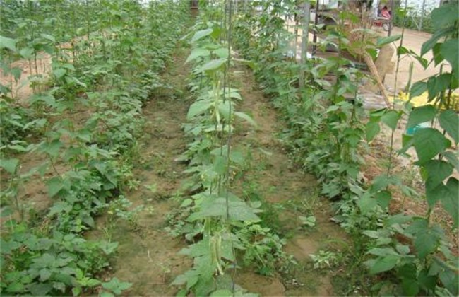 四季豆的种植时间和种植办法