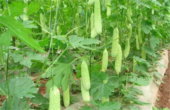 苦瓜的种植办法和时间