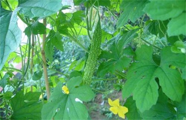 苦瓜的种植办法和时间