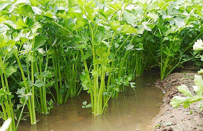芹菜的种植办法与时间
