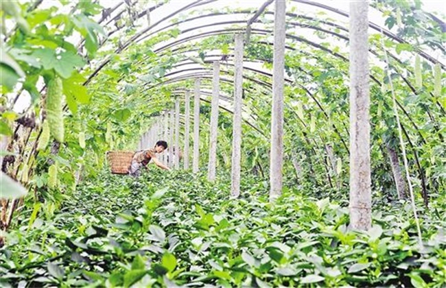 苦瓜的种植办法和时间