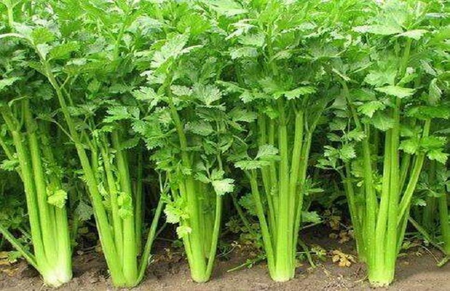 芹菜的种植办法与时间