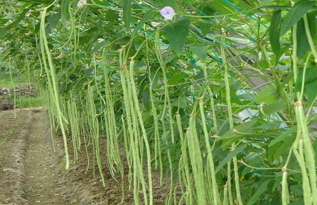 豆角种植的时间与办法