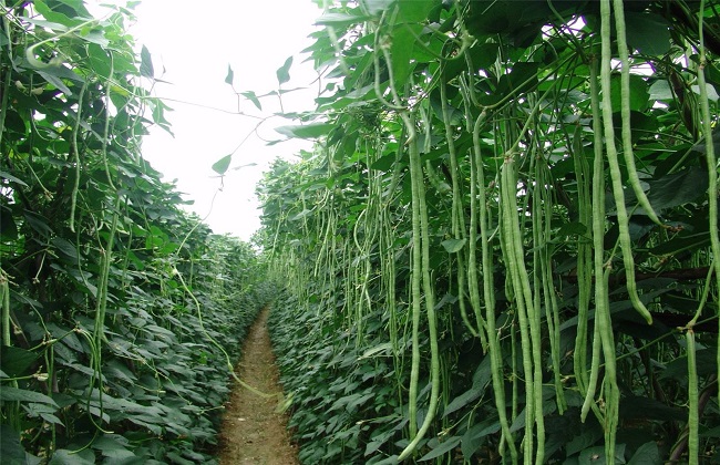豆角种植的时间与办法