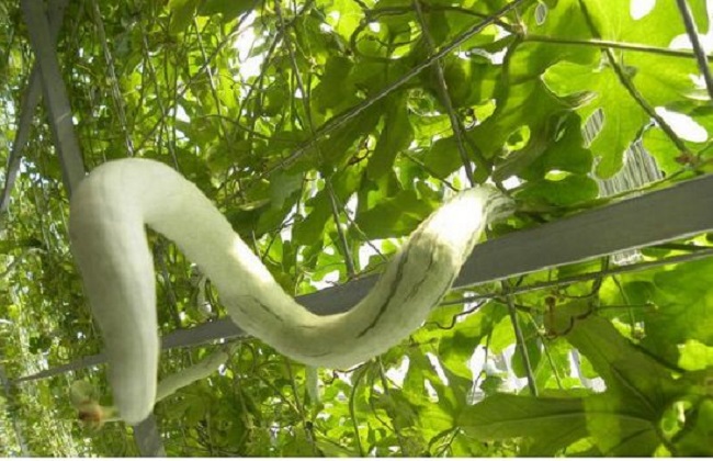 蛇瓜的种植办法