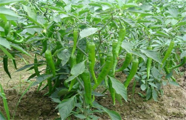 辣椒的种植办法和时间