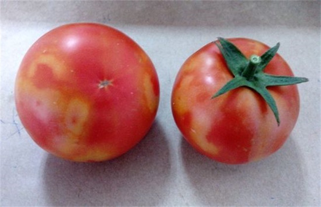 西红柿转色不均匀的原因和解决办法