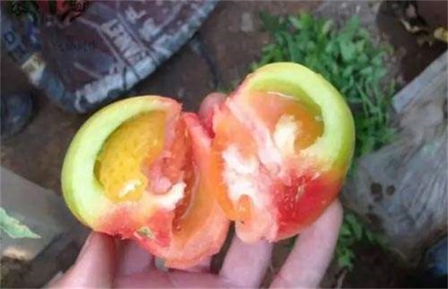 西红柿转色不均匀的原因和解决办法