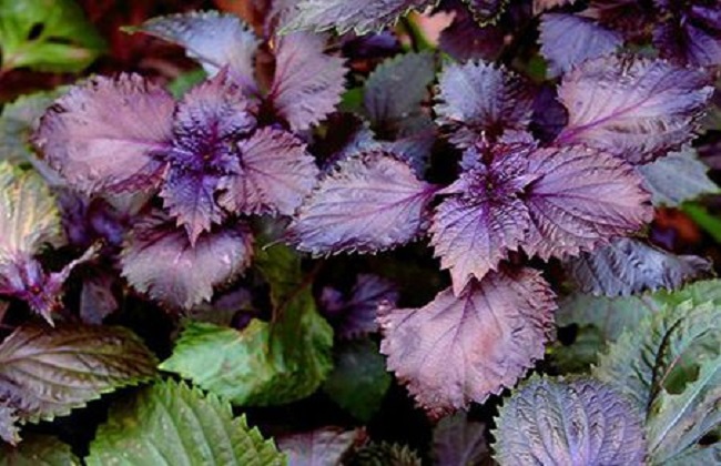 紫苏的种植办法