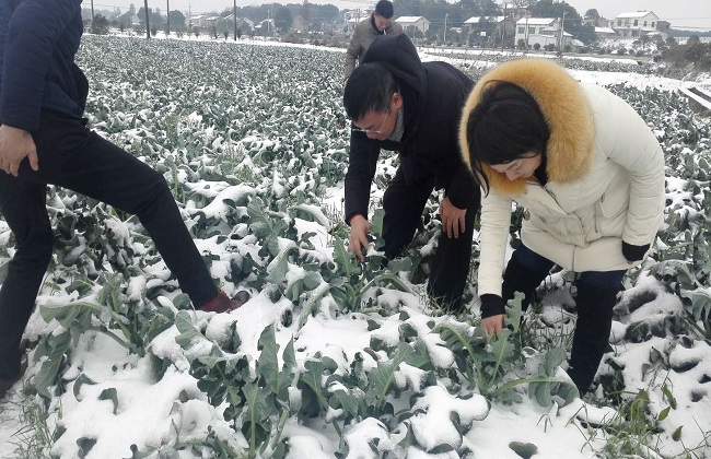 冬天种植蔬菜怎么采取防寒防冻措施