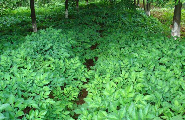 魔芋种子价钱及种植办法