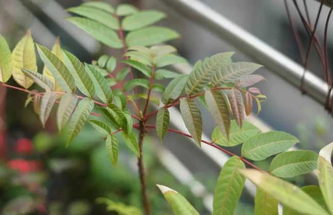 香椿种子价钱及种植办法